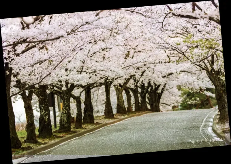 Noboribetsu Onsen Flower Tunnel