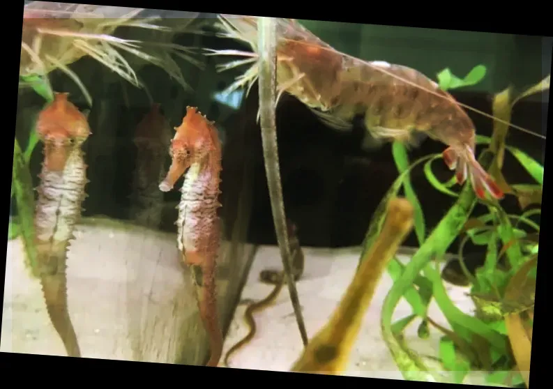 Alabama Aquarium at the Dauphin Island Sea Lab