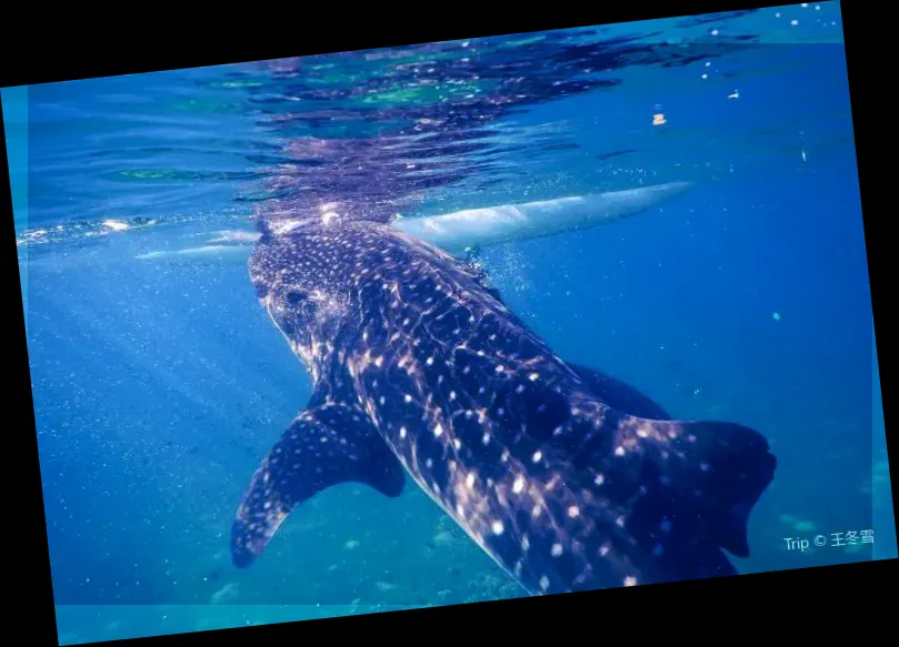 Oslob Whalesharks