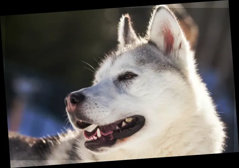 Golden Dog Sled Adventures